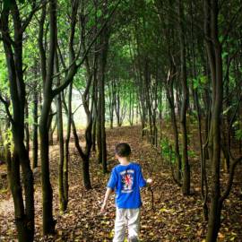 4-tree-nature-forest-wilderness-walking-mountain-186954-pxhere.com 4-tree-nature-forest-wilderness-walking-mountain-186954-pxhere.com